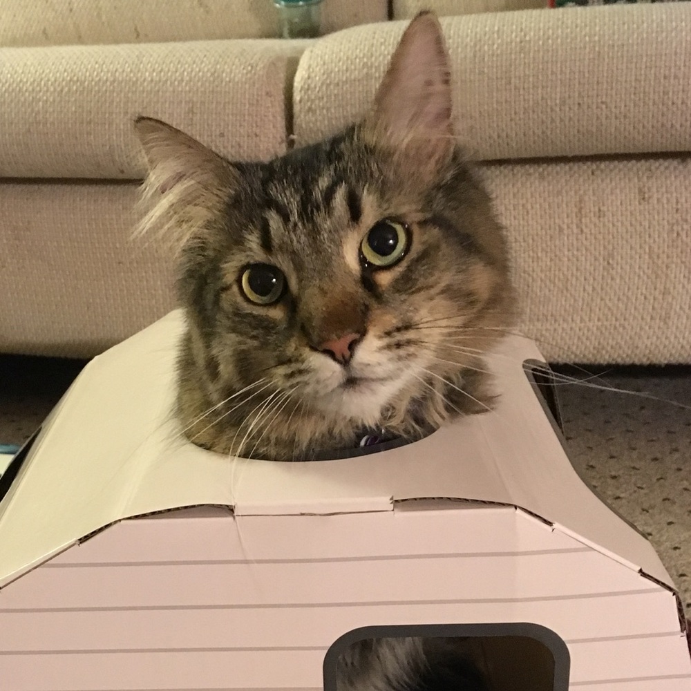 Meet your Posher, Nikki